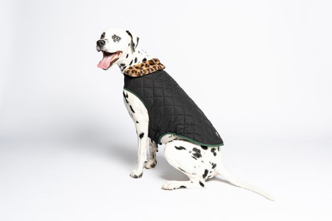 Dalmatian wearing a black quilted coat with a leopard print collar, sitting against a white background.