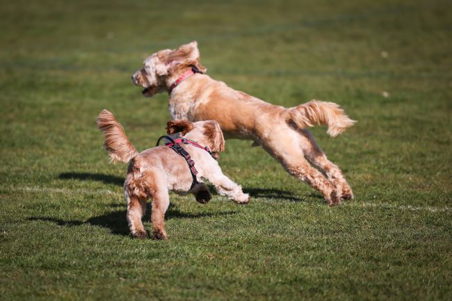 Two small dogs with fluffy coats joyfully running and playing on a grassy field, one leaping mid-air.