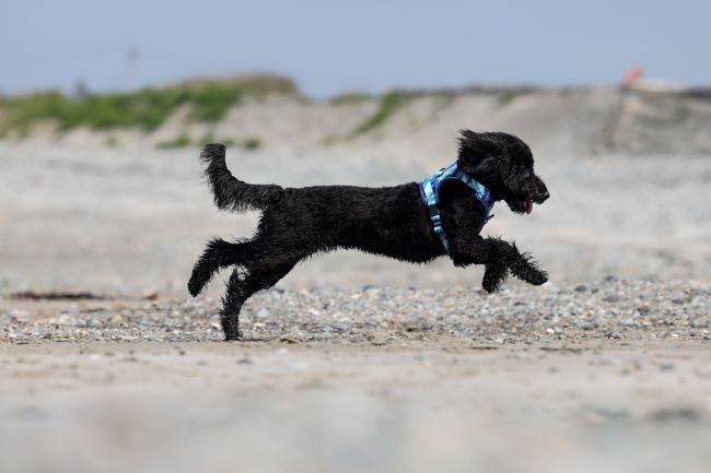 A black dog wearing a blue harness joyfully runs across a sandy beach, with a blurred background of grass and sky.