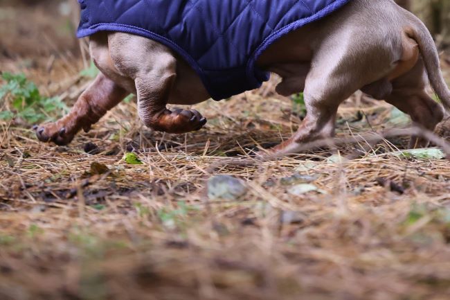 A small dog in a blue coat runs through a forest, with only its legs visible among fallen pine needles and scattered leaves.
