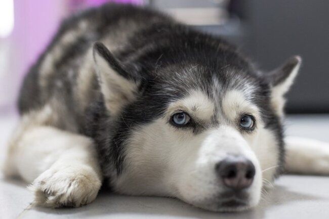 Dog resting on the floor.