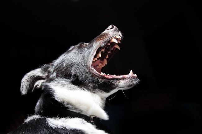 Profile shot of dog opening its mouth.