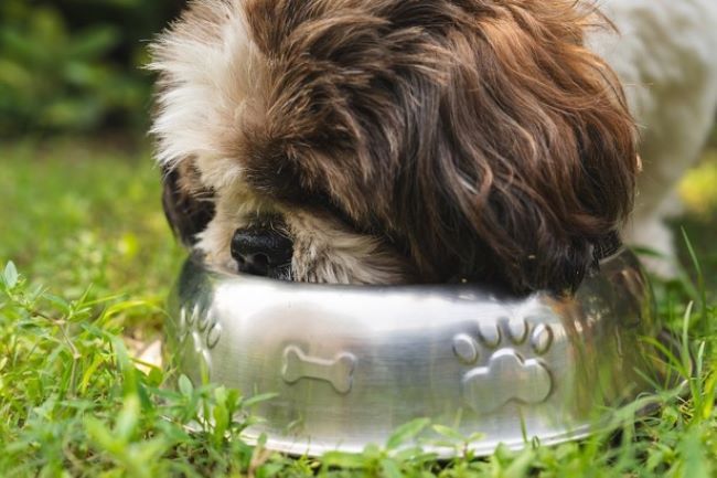 image of dog eating out of bowl outdoors