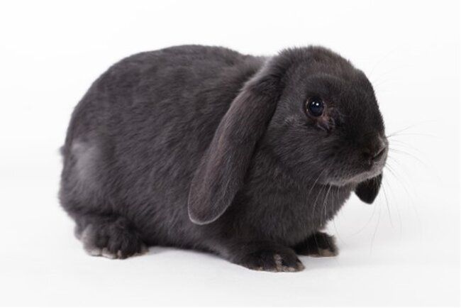 Hypoallergenic rabbits hot sale