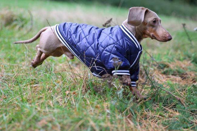 A dachshund wearing a blue quilted jacket runs through grassy terrain, with its ears flapping and tail extended.