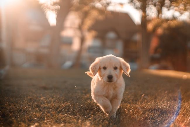 Milk thistle hotsell for nursing dogs