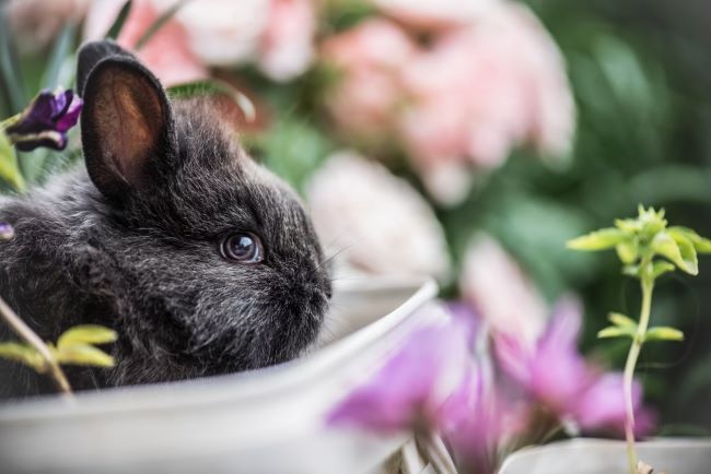 Jollyes rabbit clearance run