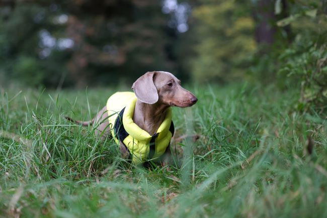A dachshund wearing a bright yellow vest stands in tall grass, looking to the side. Trees and foliage are in the blurred background.