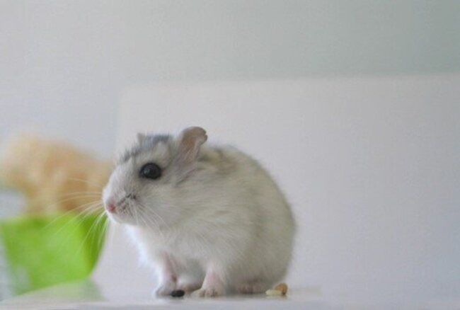 Hamster sitting on the table.