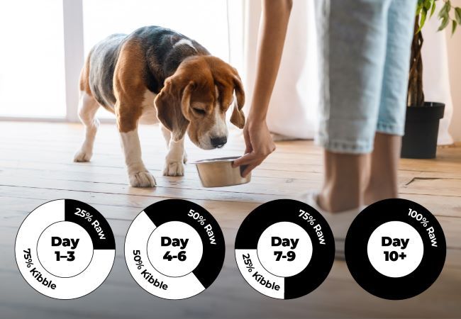 A beagle eats from a bowl indoors while a person adjusts it. Nutrition transition chart from kibble to raw food is shown below.