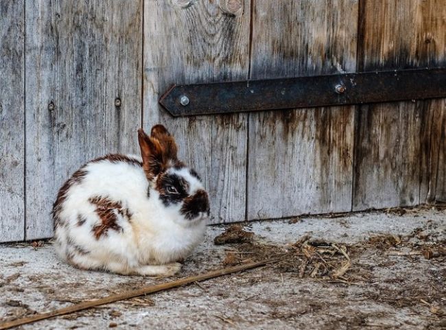 Rabbit sat on the ground.