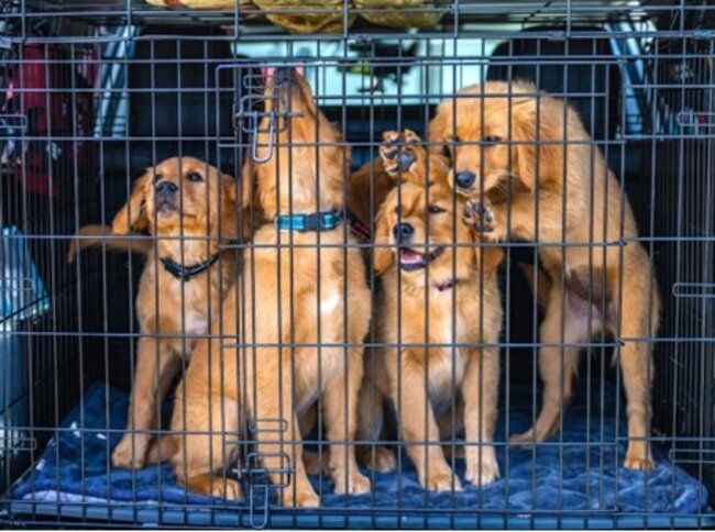 Four dogs inside the cage.