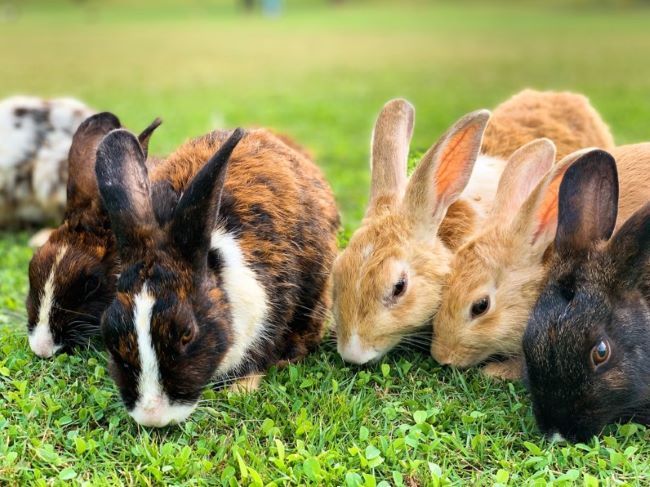 A group of rabbits outside.