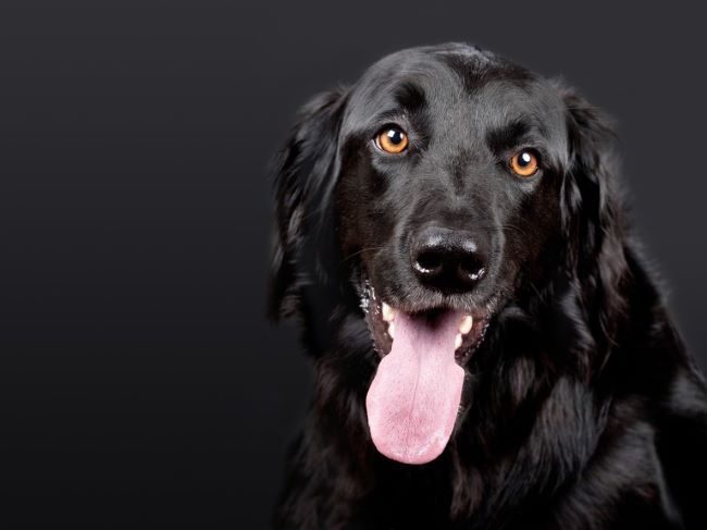 Black dog with tongue out.