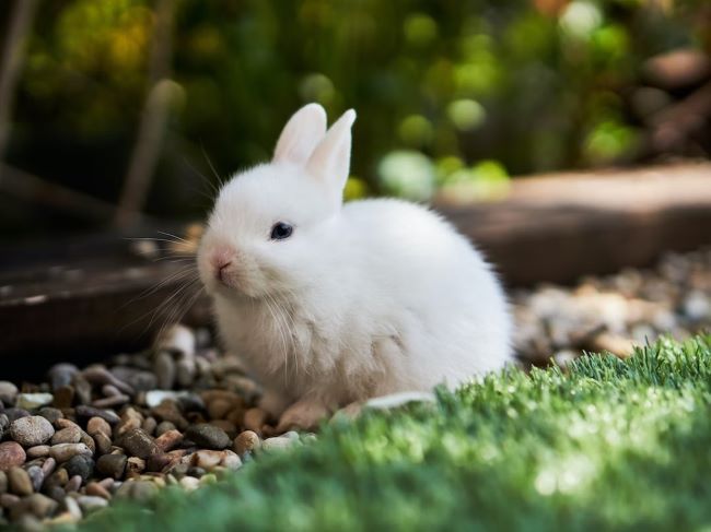 image of white rabbit outdoors