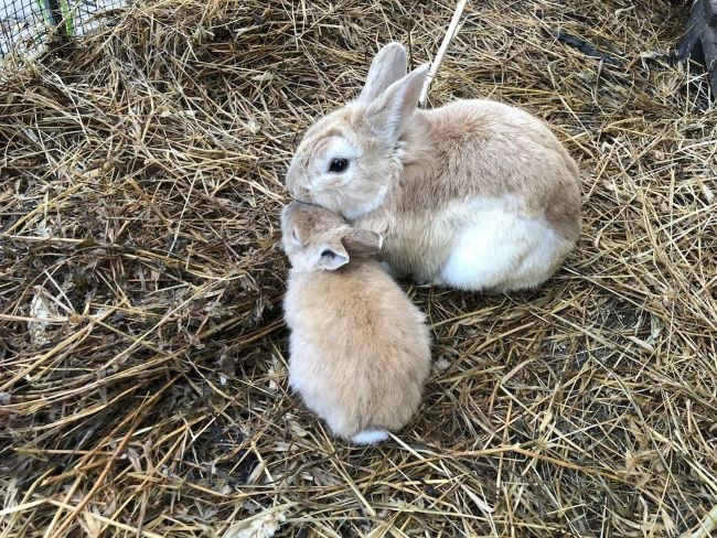 image of two rabbits in hay