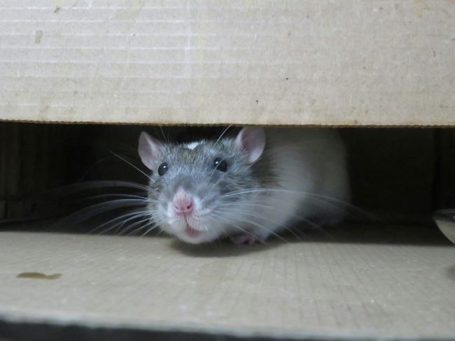 A curious rat with a white and gray coat peeks out from under a cardboard box, its whiskers prominently visible.
