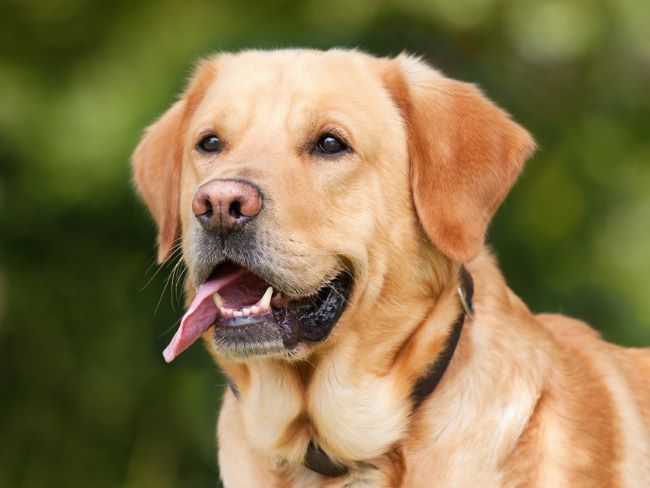 Labrador with tongue hanging out.