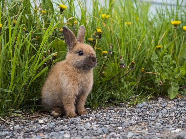 image of brown rabbit in grass