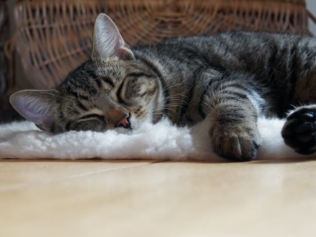 Cat sleeps outlet on heating pad