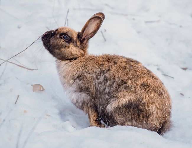 Feeding wild rabbits outlet in winter