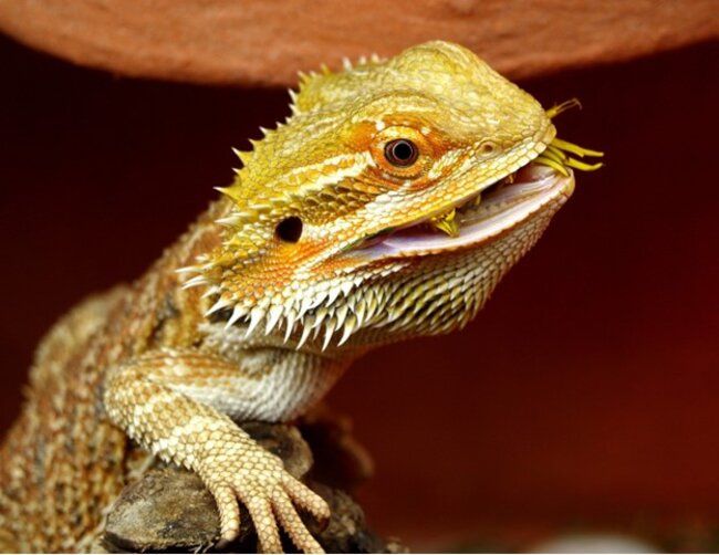 Bearded Dragon Guide Care Habitat Tips Jollyes