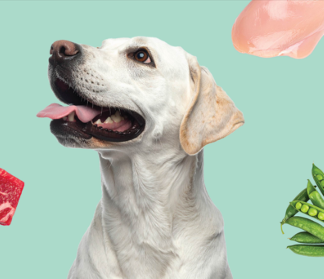 A happy Labrador Retriever surrounded by raw chicken, beef, and green vegetables on a teal background.