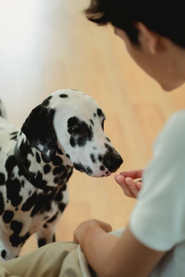 Dalmatian being fed a treat.