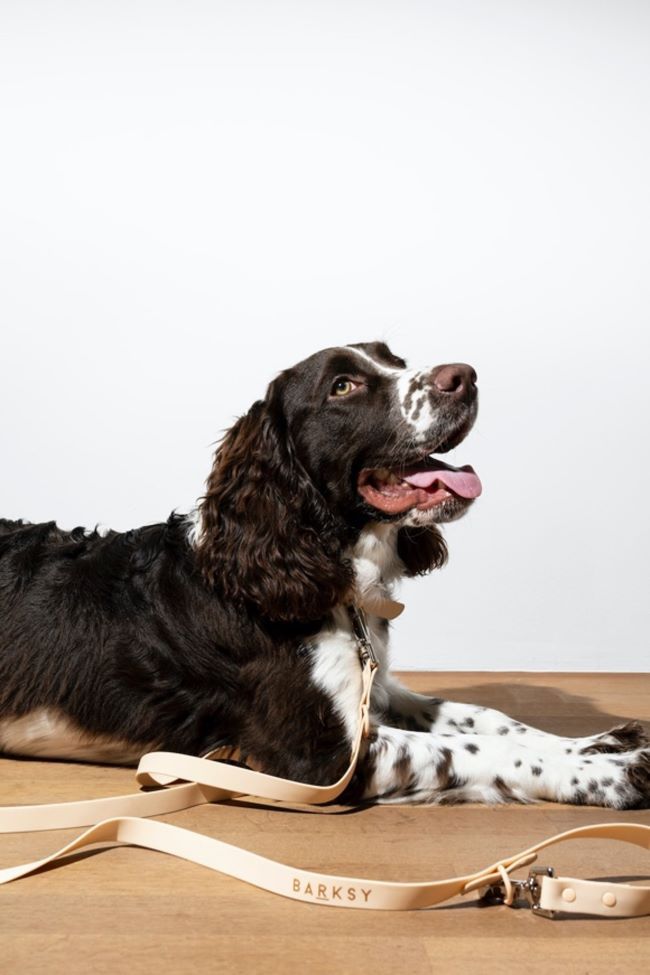 Can Dogs Eat Peanut Butter Jollyes