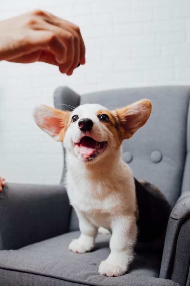 Dog sat on chair waiting for treat.