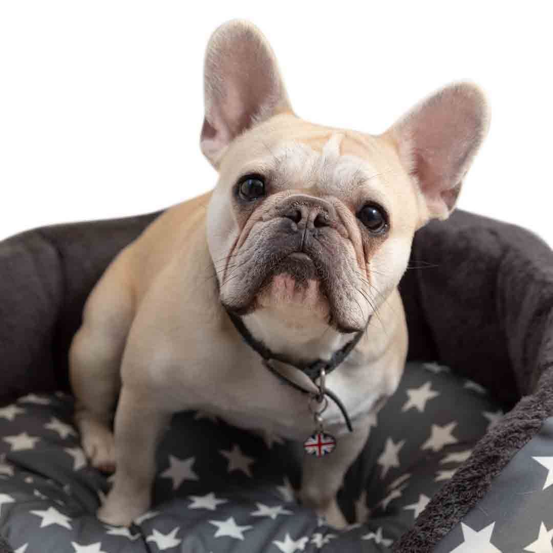 Dog Bed Offers Jollyes