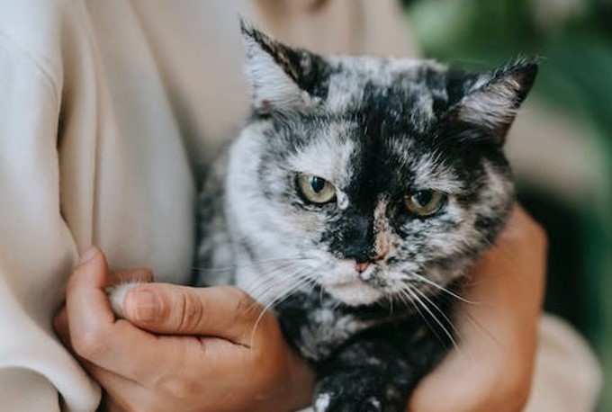 Separation Anxiety in Cats | Jollyes