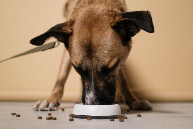 Dog vomiting after changing food hotsell