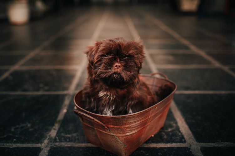 image of dog on basket