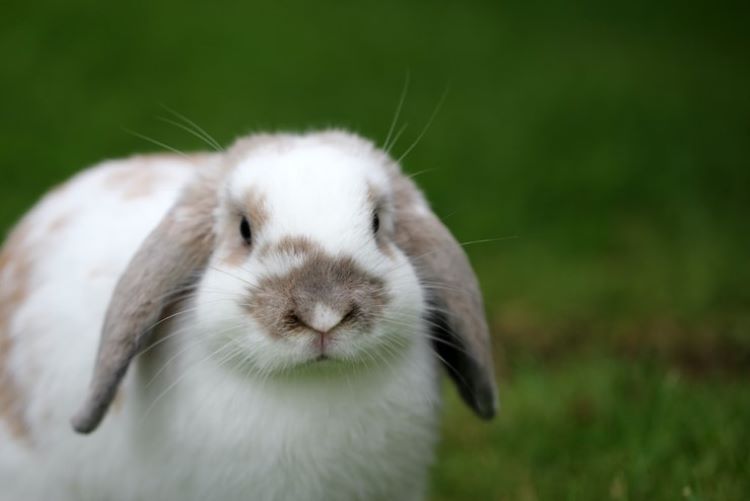 Flea collar for clearance rabbits