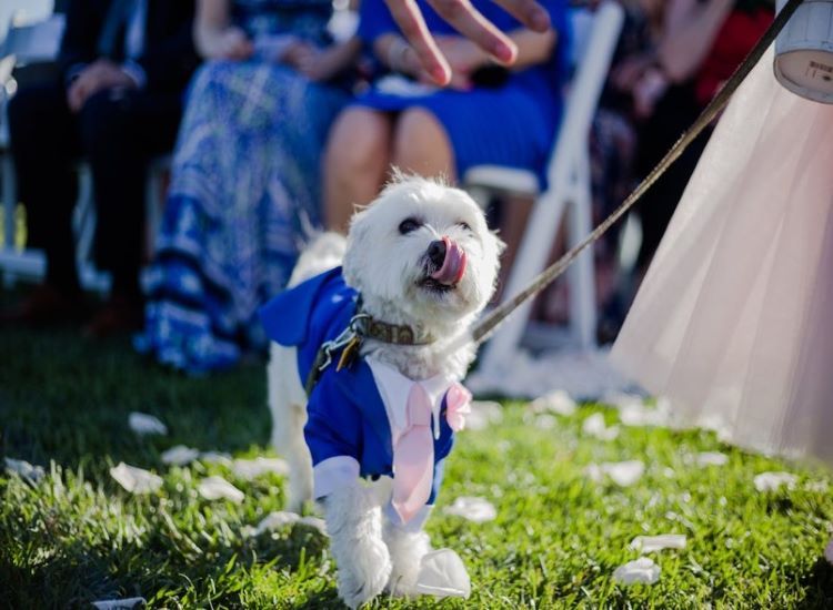 Dog tweed wedding clearance outfit