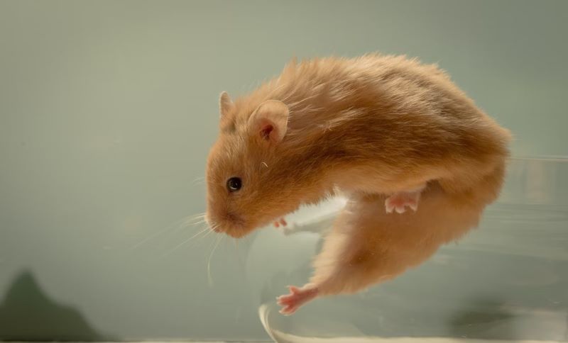 How to stop a hamster from chewing on outlet its cage