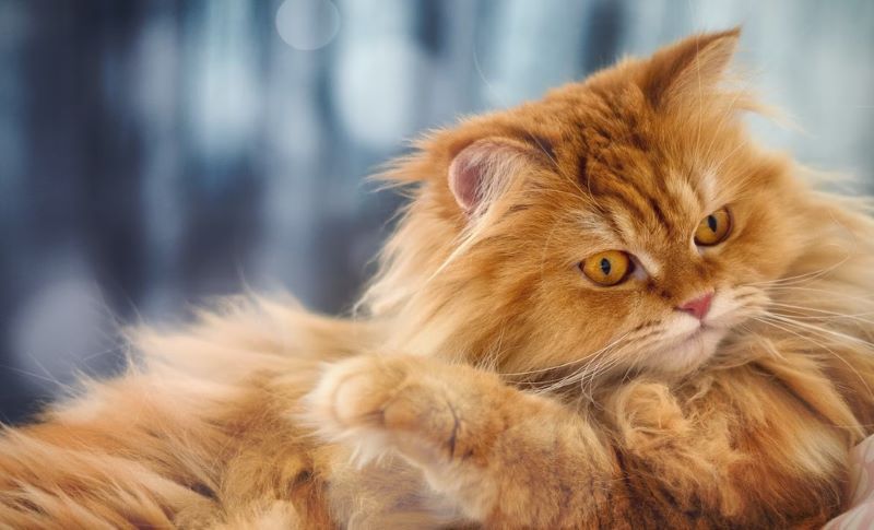 Cat Matted Fur: Causes, Treatments, & Prevention Tips