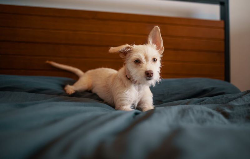 Dog wee outlet on bed