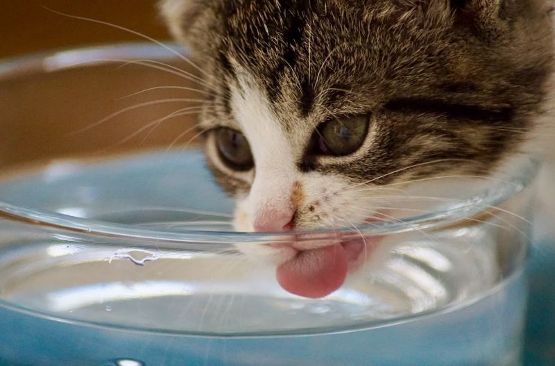 Do cats prefer milk or clearance water