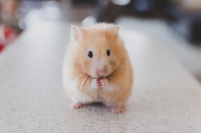 Types of hamster on sale food