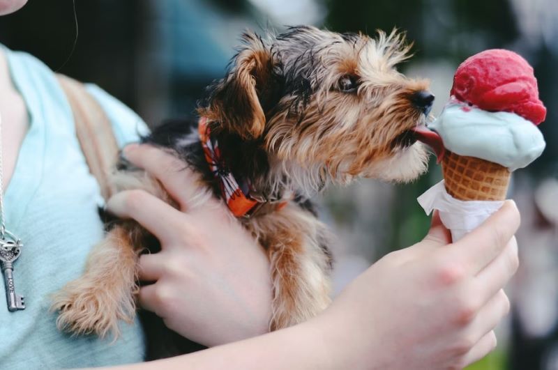 Can dogs have strawberry sales ice cream