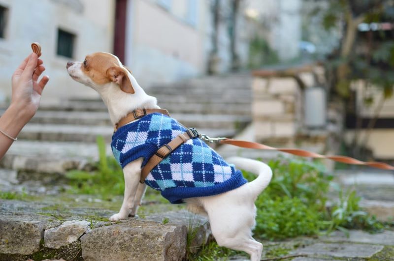 The Best Hypoallergenic Dog Treats Jollyes