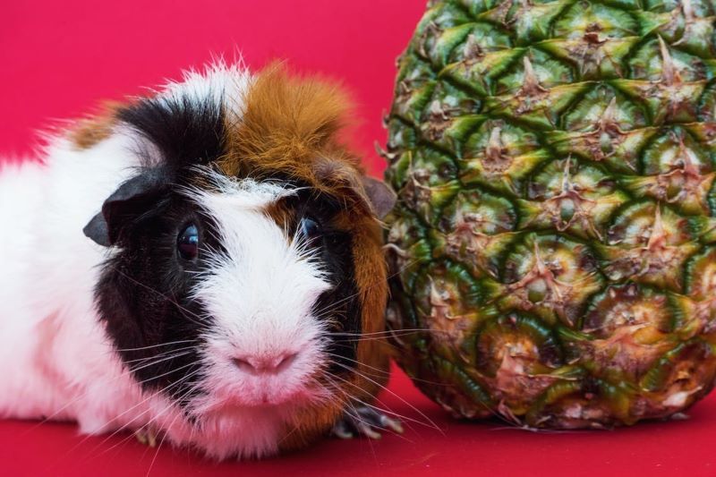 Can guinea outlet pigs eat mango