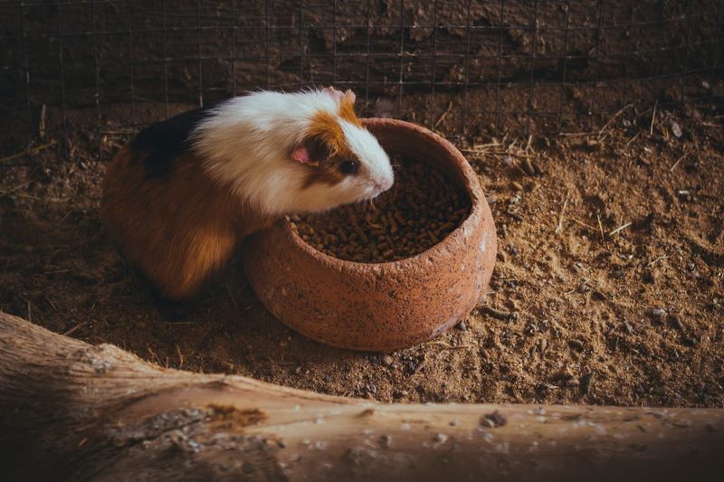 Guinea pig feeding clearance hay