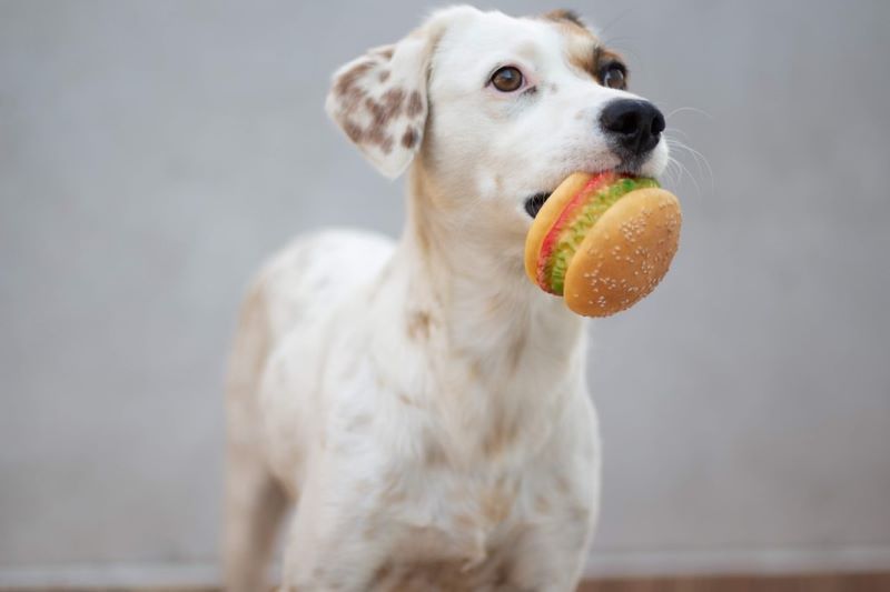 how much protein should a puppy have a day