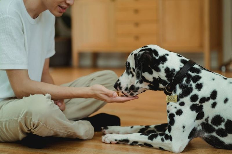 Dalmatian licking person's hand.