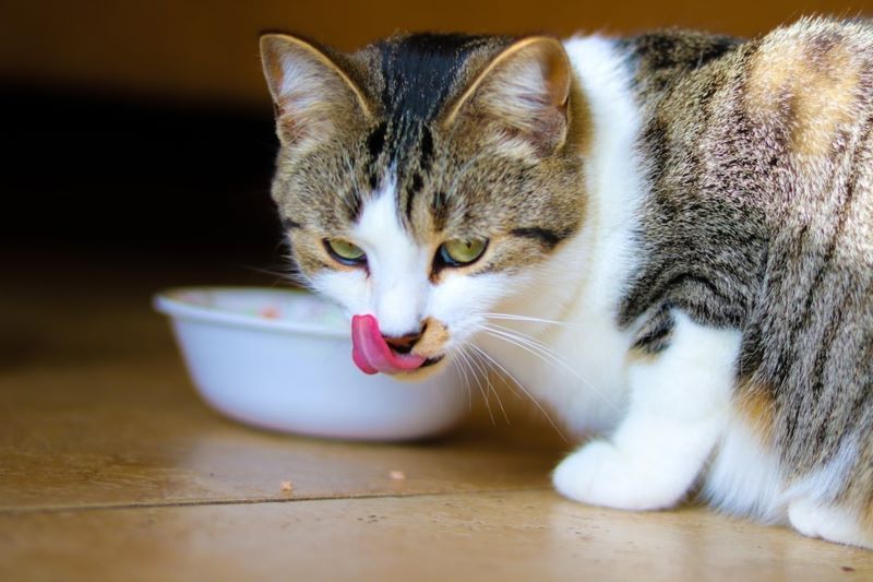 Best cat food for cats with hot sale skin allergies