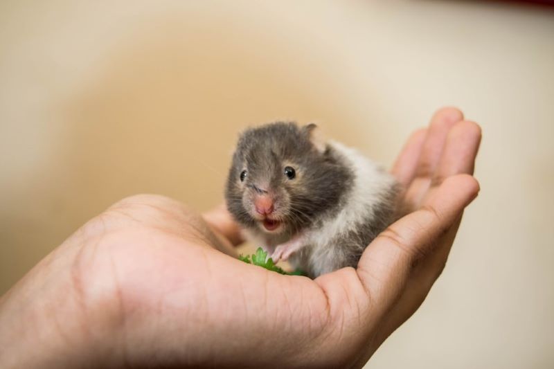 Feeding Hamsters The Guide Jollyes