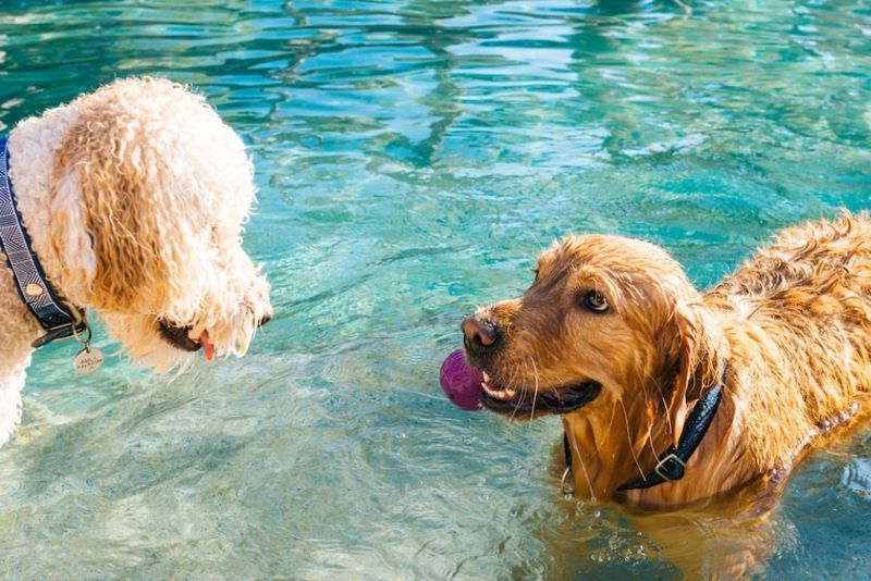 Best places for dogs store to swim near me